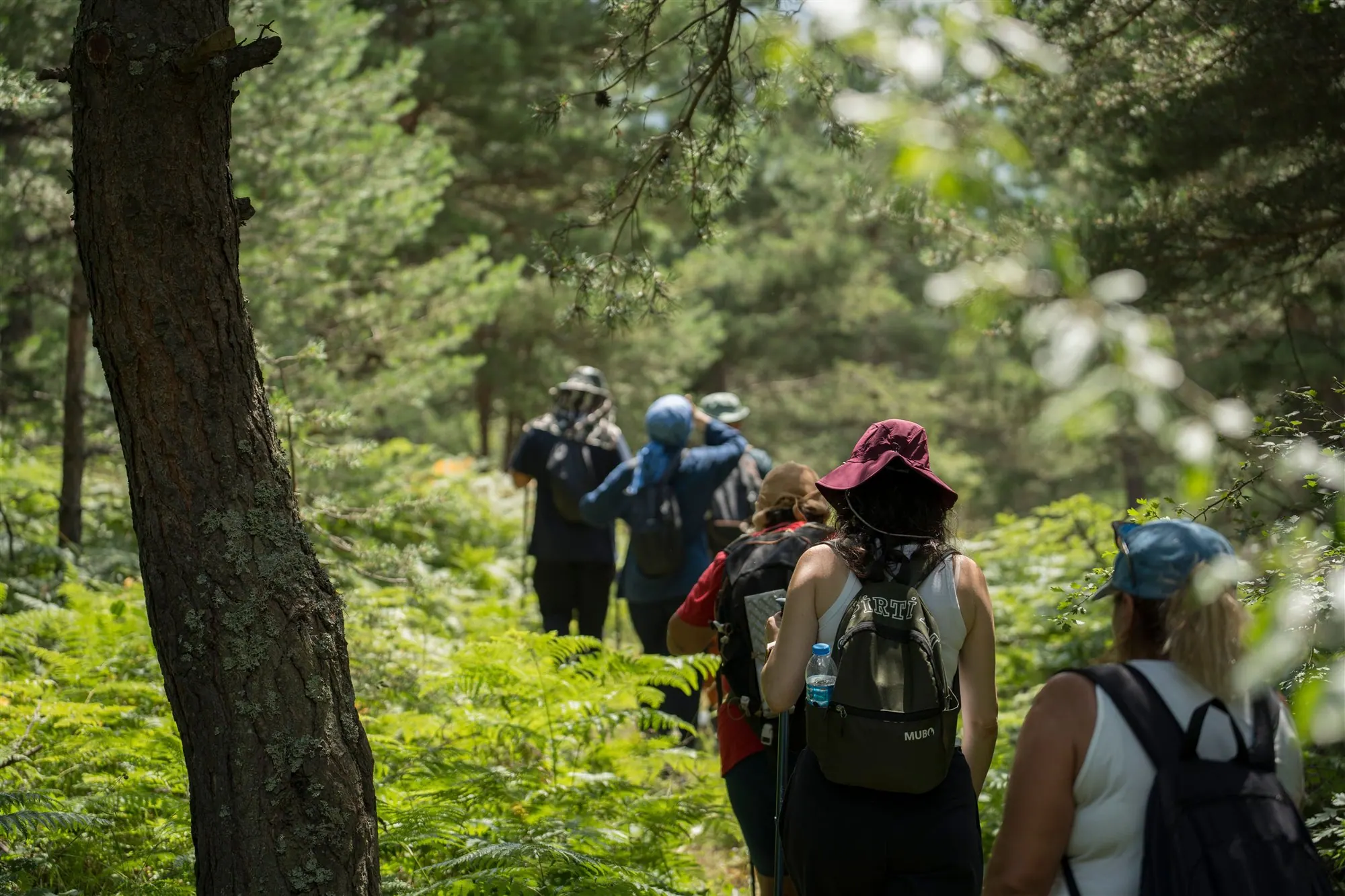 Équipe en randonnée dans une forêt lors d’un séminaire au vert